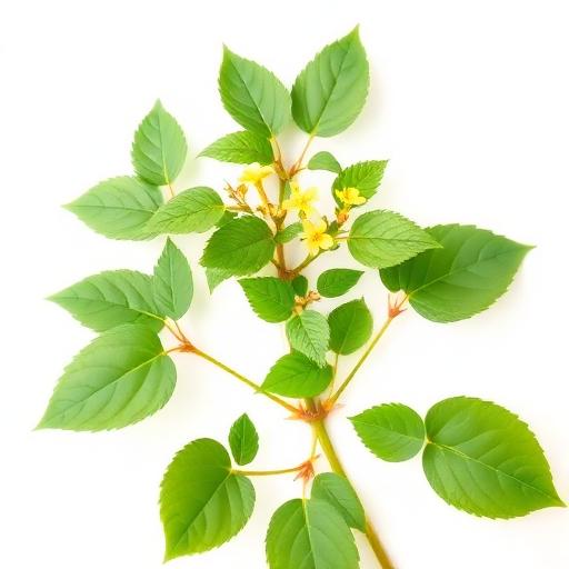 Horny Goat Weed